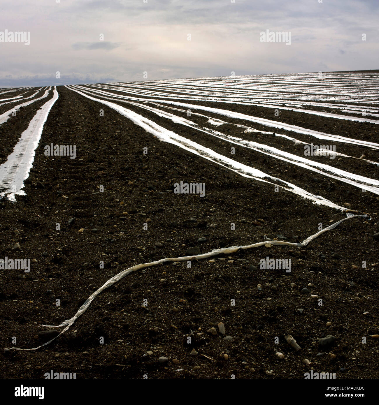 Plastic sheeting on young shoots in a field, Auvergne, France, Europe Stock Photo