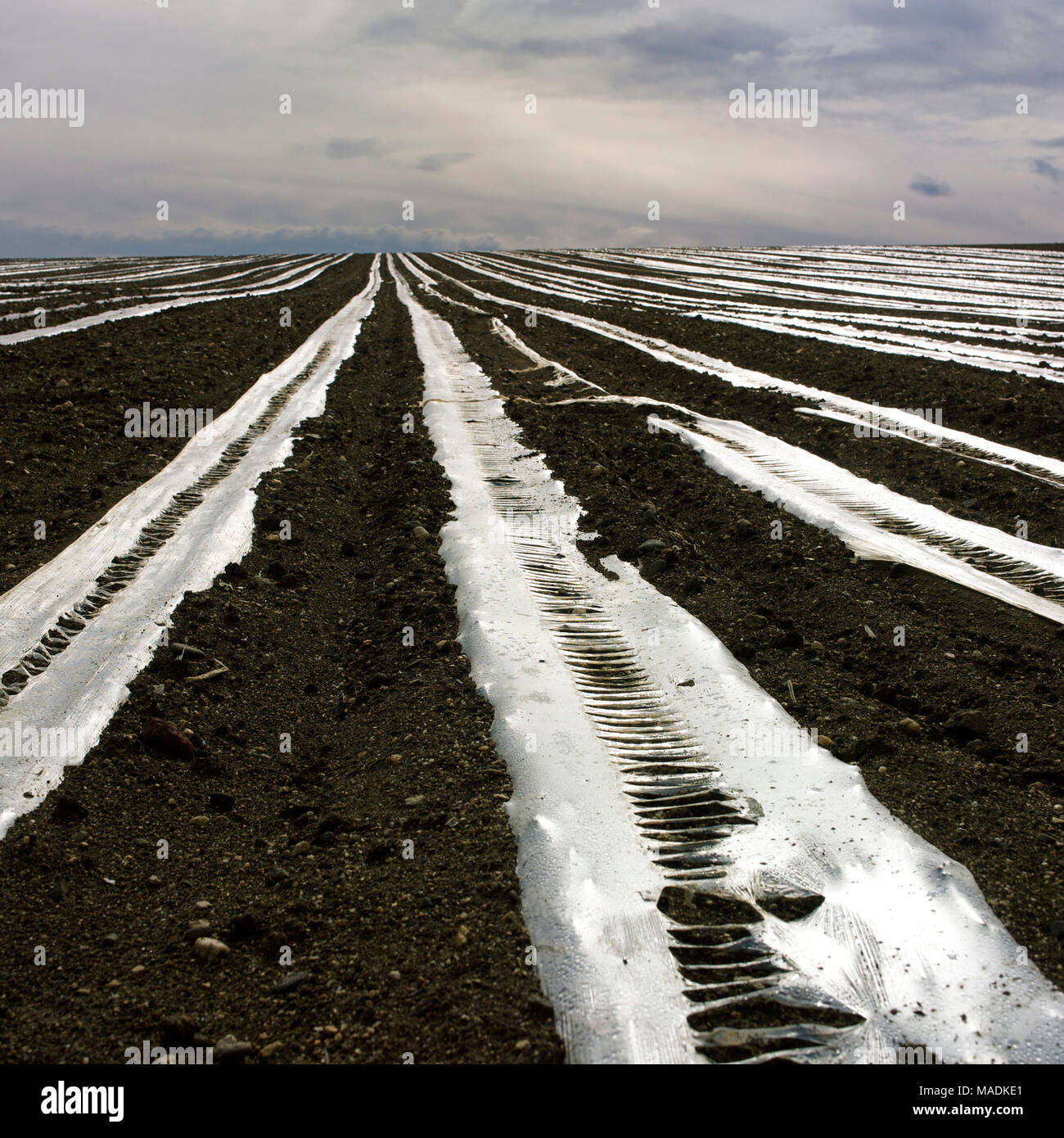 Plastic sheeting on young shoots in a field, Auvergne, France, Europe