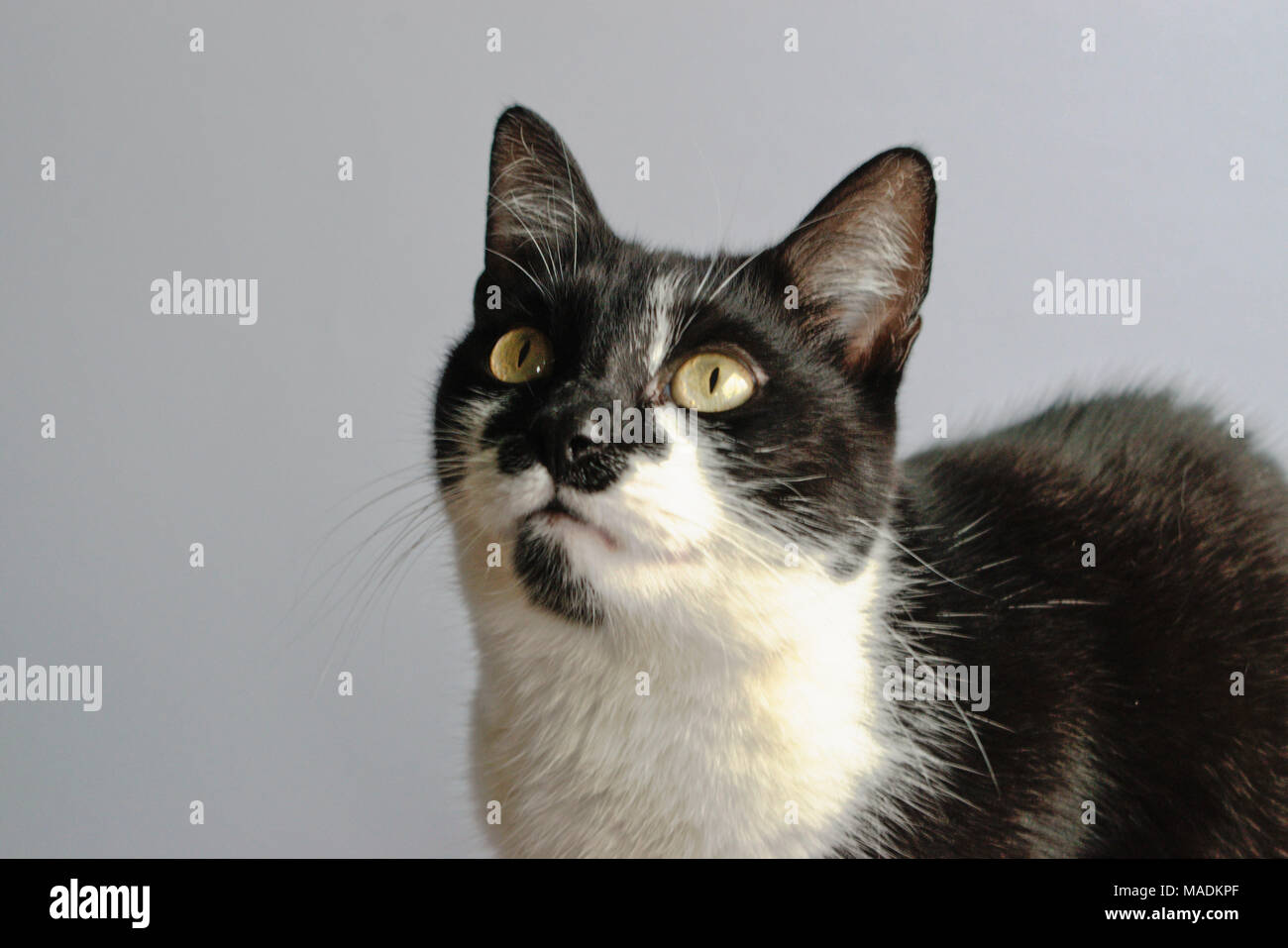 Closeup Of A Tuxedo Cat Stock Photo 178551143 Alamy