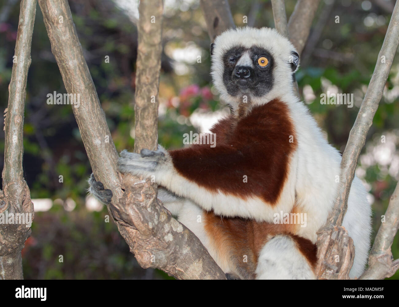 A one-eyed Coquerel's Sifaka (Propitherus Coquereli) surviving alone in a forest in Madagascar Stock Photo