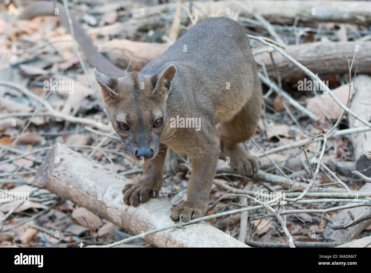 A Fossa (Cryptoprocta Ferox) after a night of hunting in Kirindy Forest in Madagascar Stock Photo
