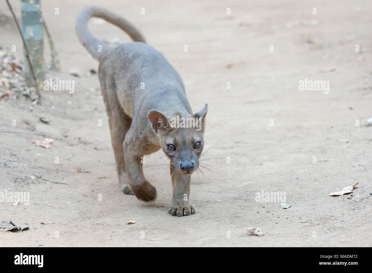 A Fossa (Cryptoprocta Ferox) after a night of hunting in Kirindy Forest in Madagascar Stock Photo