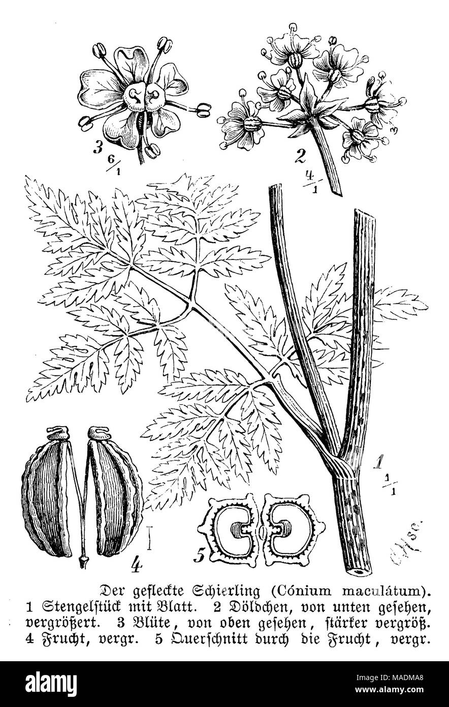 hemlock or poison hemlock Stock Photo Alamy