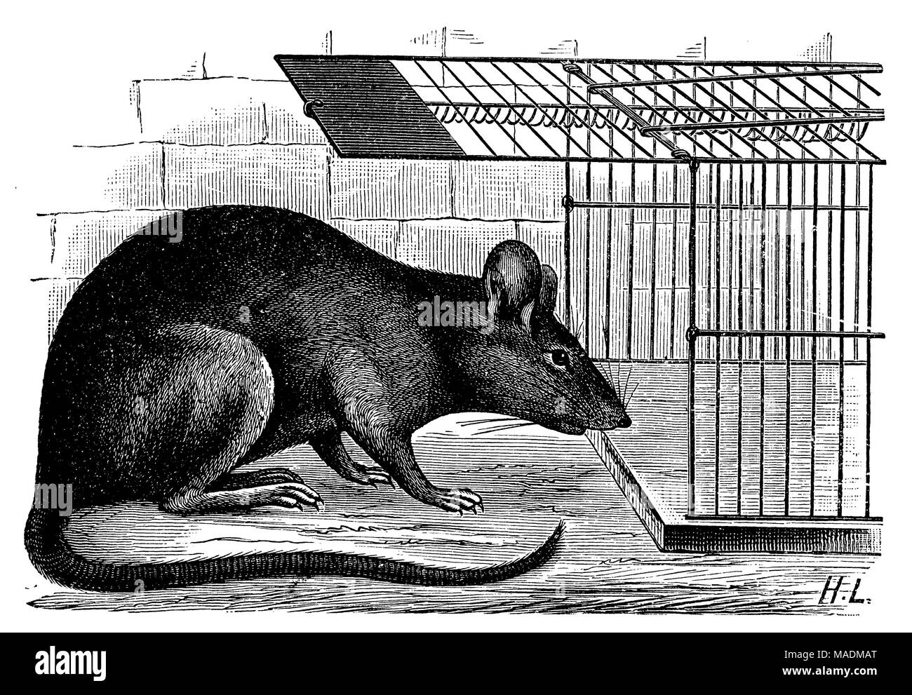 House rat on a rat trap Stock Photo
