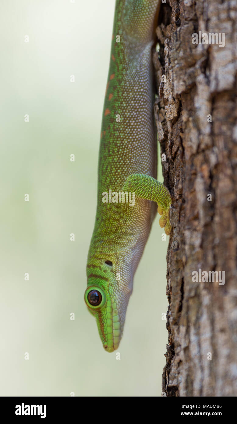 A Madagascar Day Gecko (Phelsuma madagascariensis madagascariensis) stationary on a tree Stock Photo