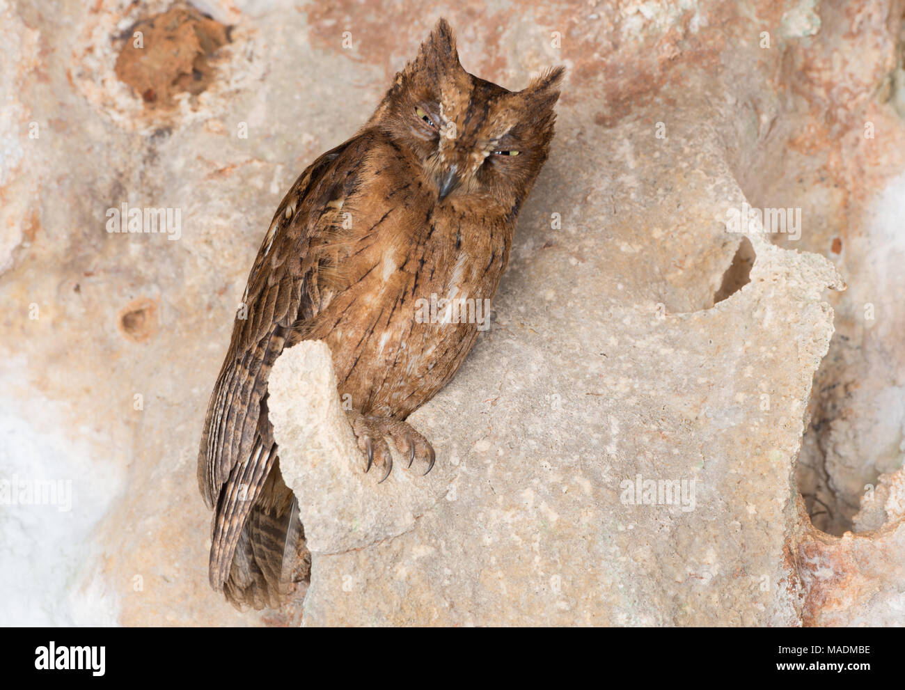 A Madagascar Scops Owl (Otus rutilus) resting on a sheltered rock wall Stock Photo