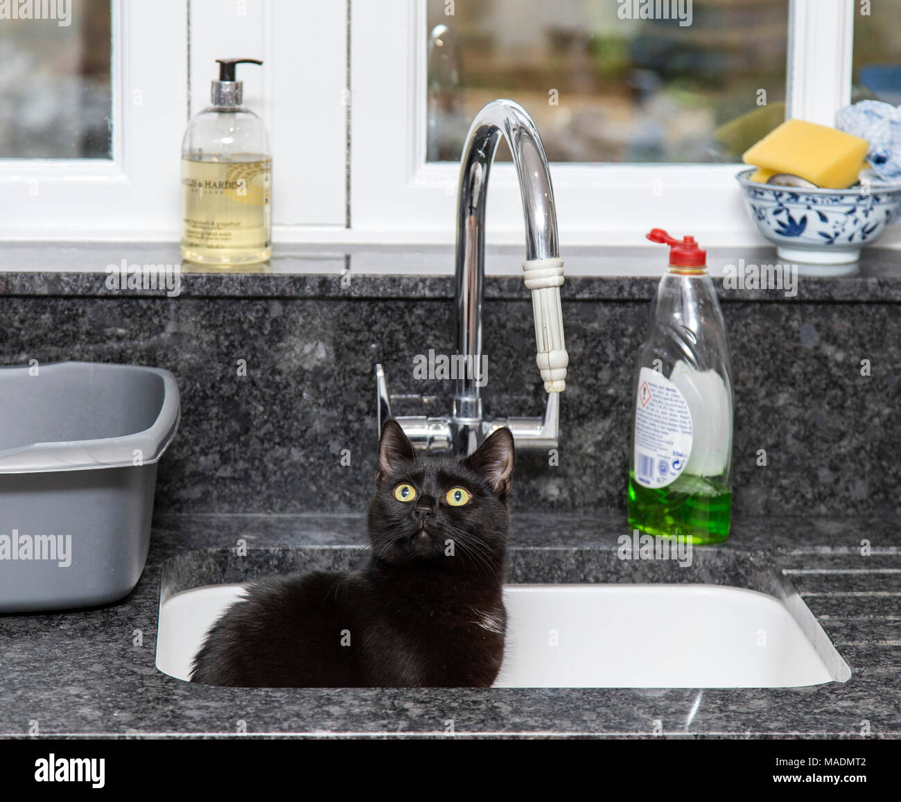 Black cat sat in a kitchen sink Stock Photo