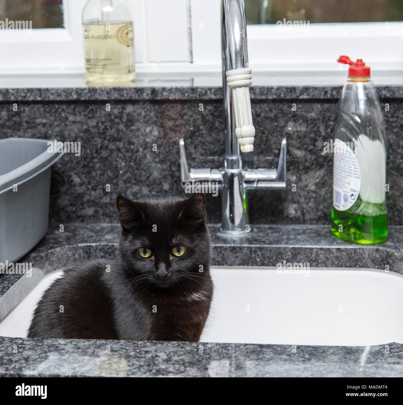 Black cat sat in a kitchen sink Stock Photo