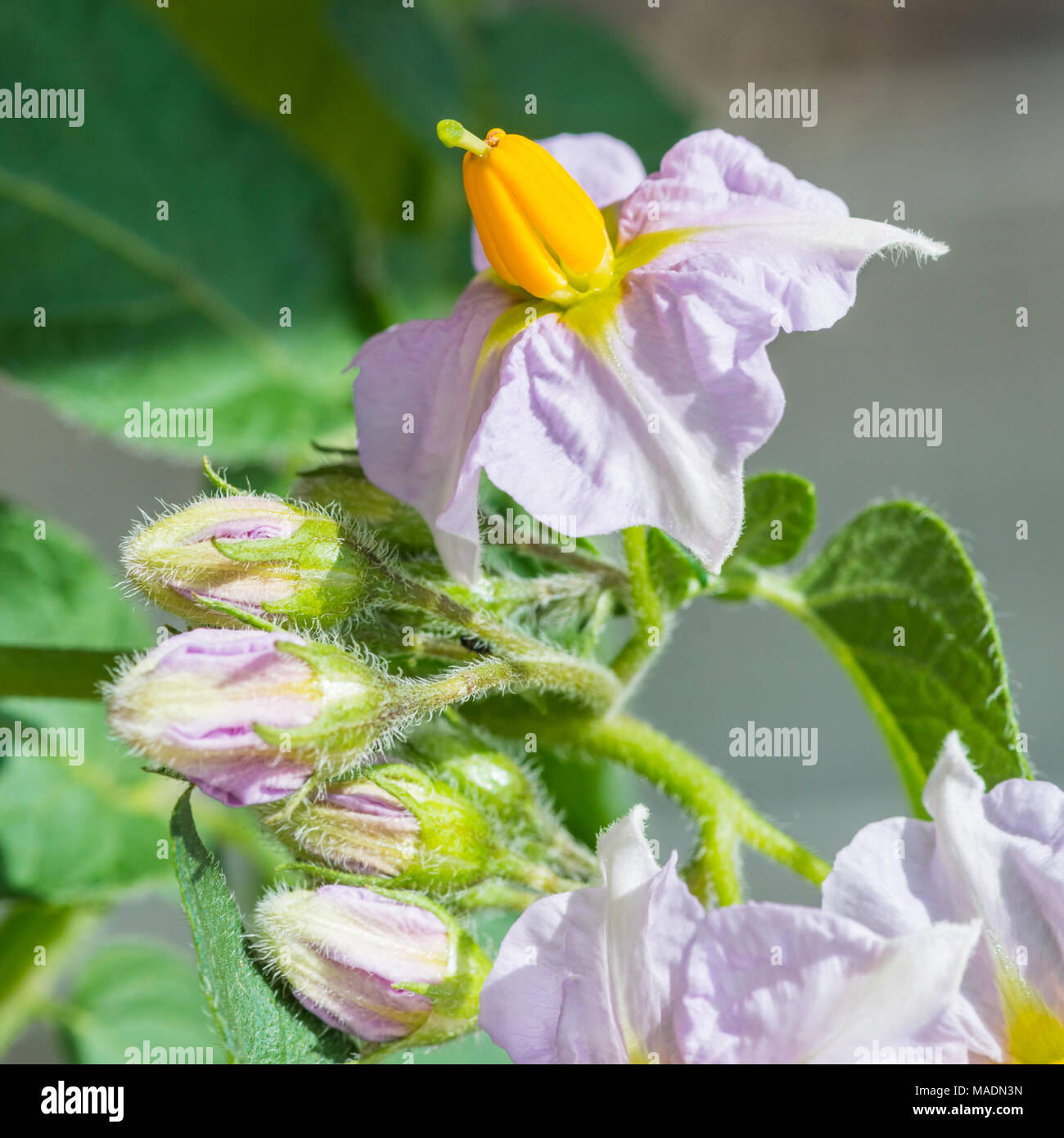 A macro shot of the blooms of a potato plant, variety Charlotte. Stock Photo