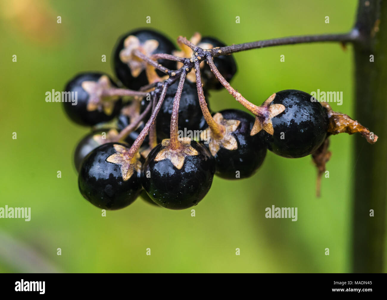 A macro shot of a collection of black berries on a potato plant. Stock Photo
