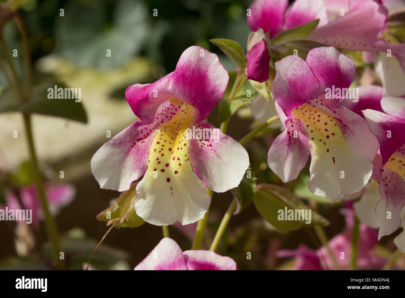 Trumpet-shaped pink and white Mimulus naiandinus Chilean monkey flowers. Stock Photo