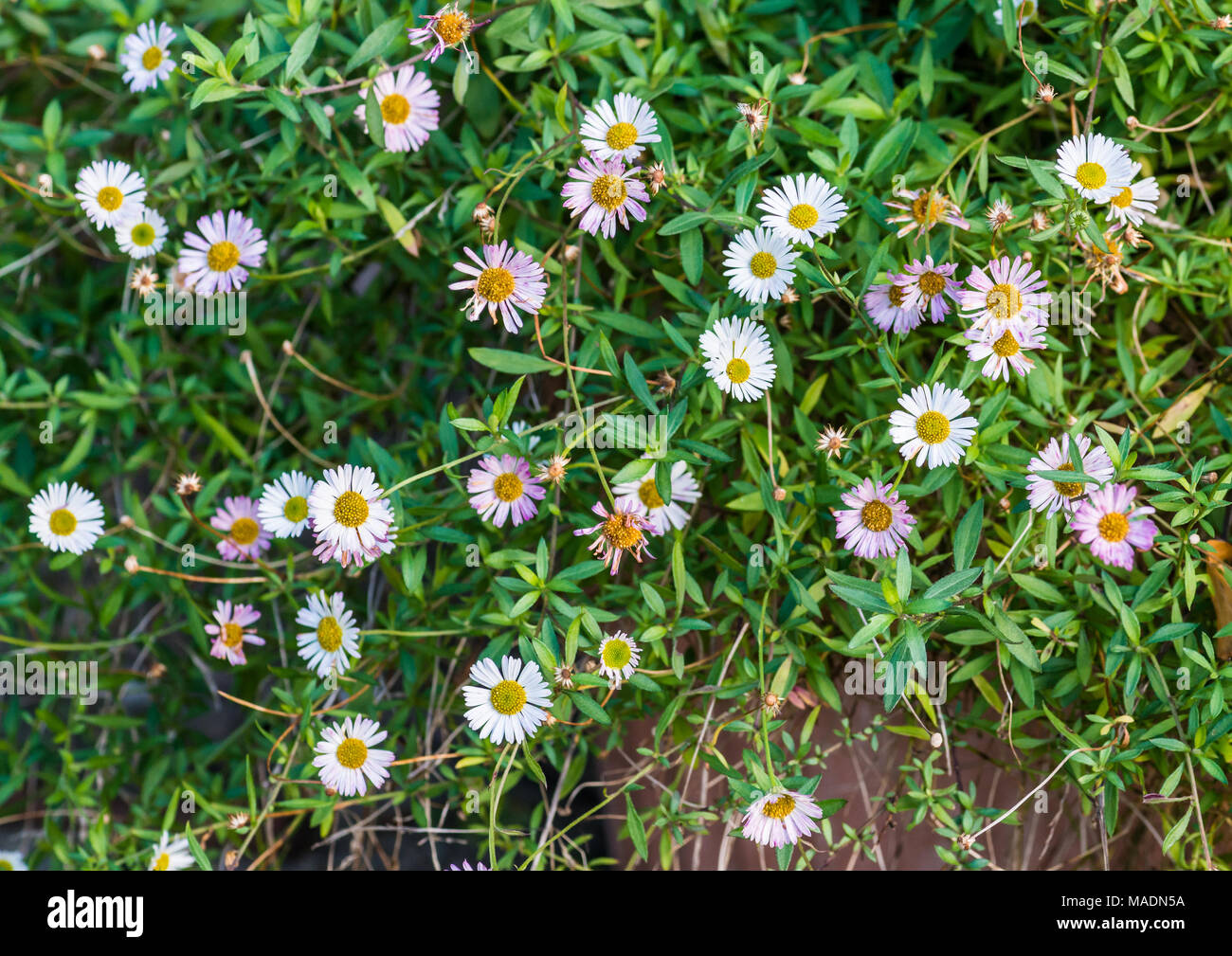 A shot of some erigeron stallone blooms. Stock Photo
