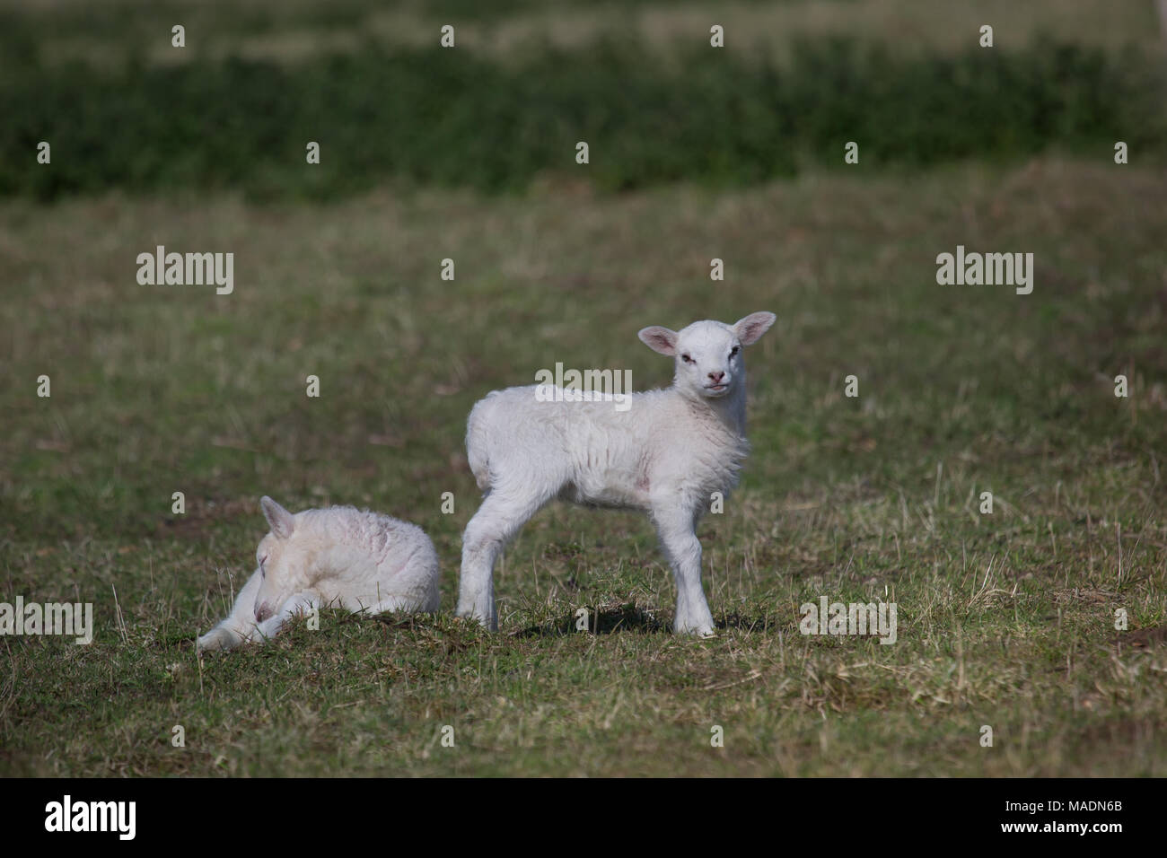 Two lambs in sunshine Stock Photo - Alamy