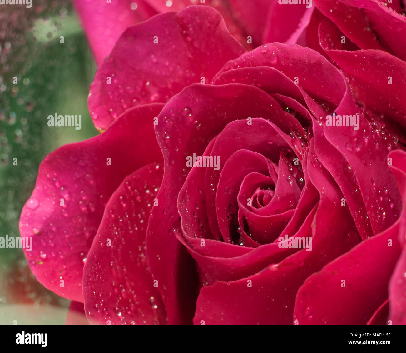 Single red rose with dew drops hi-res stock photography and images - Alamy