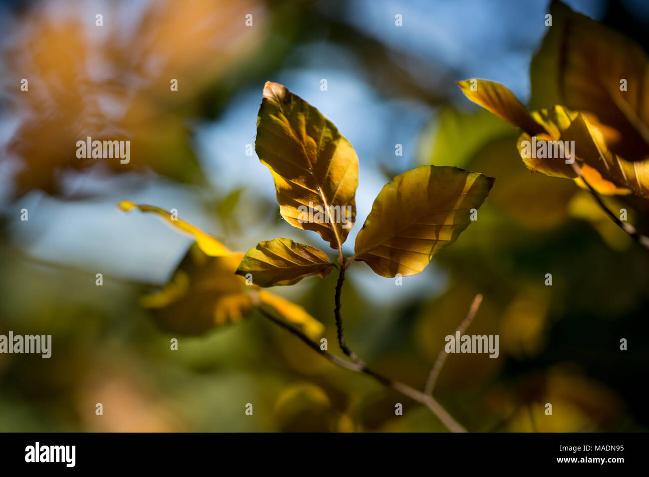 Tops of leaves hi-res stock photography and images - Alamy