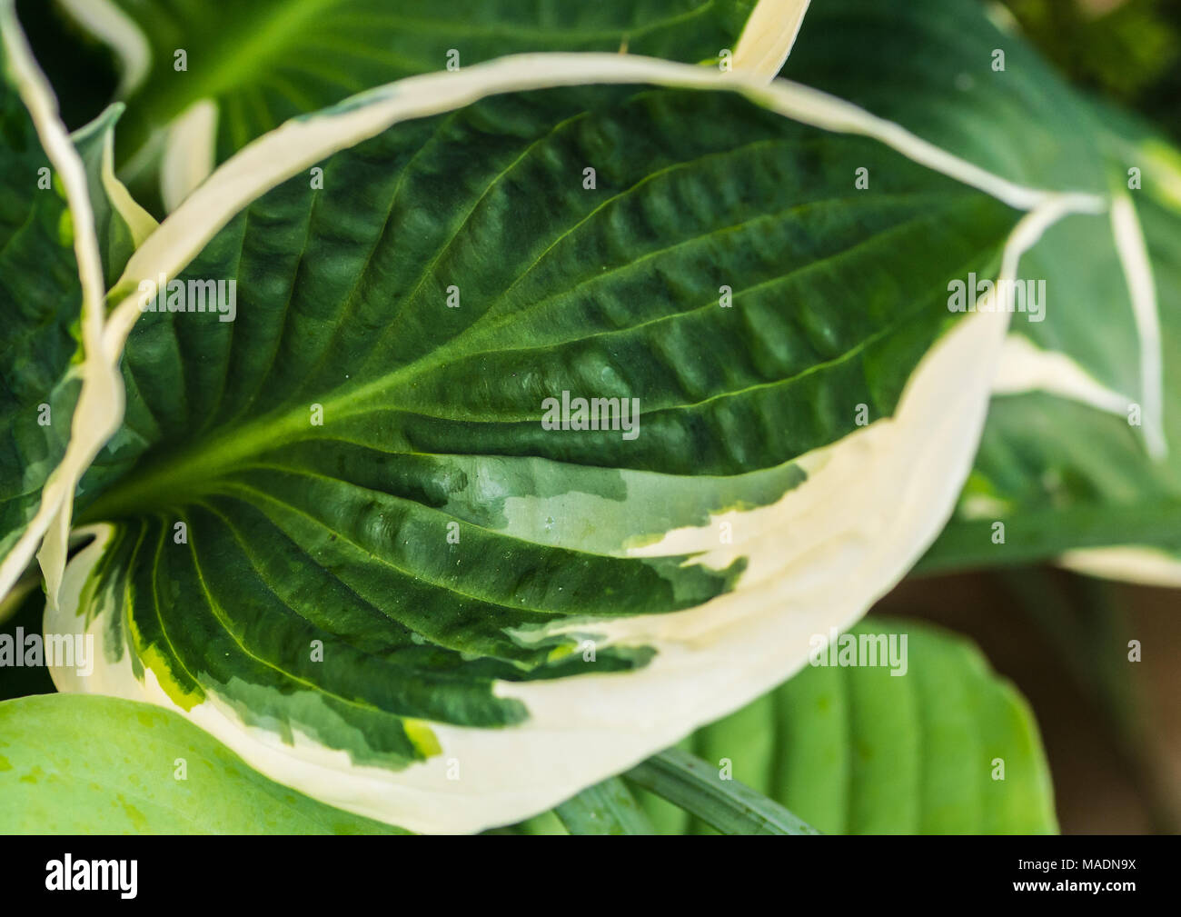 A macro shot of a green hosta minuteman leaf. Stock Photo