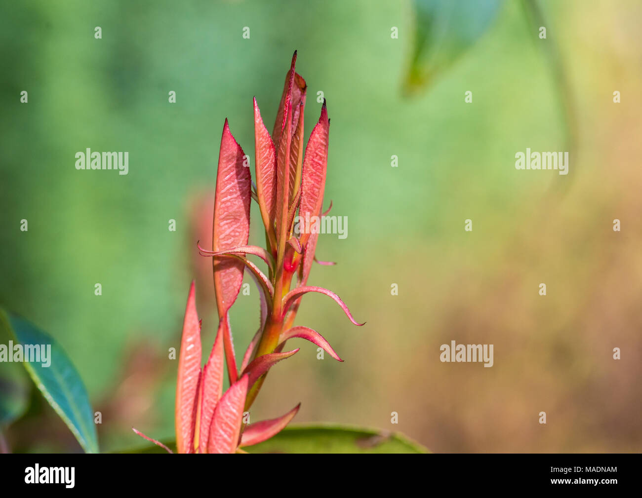 A macro shot of the new leaves of a red robin bush. Stock Photo