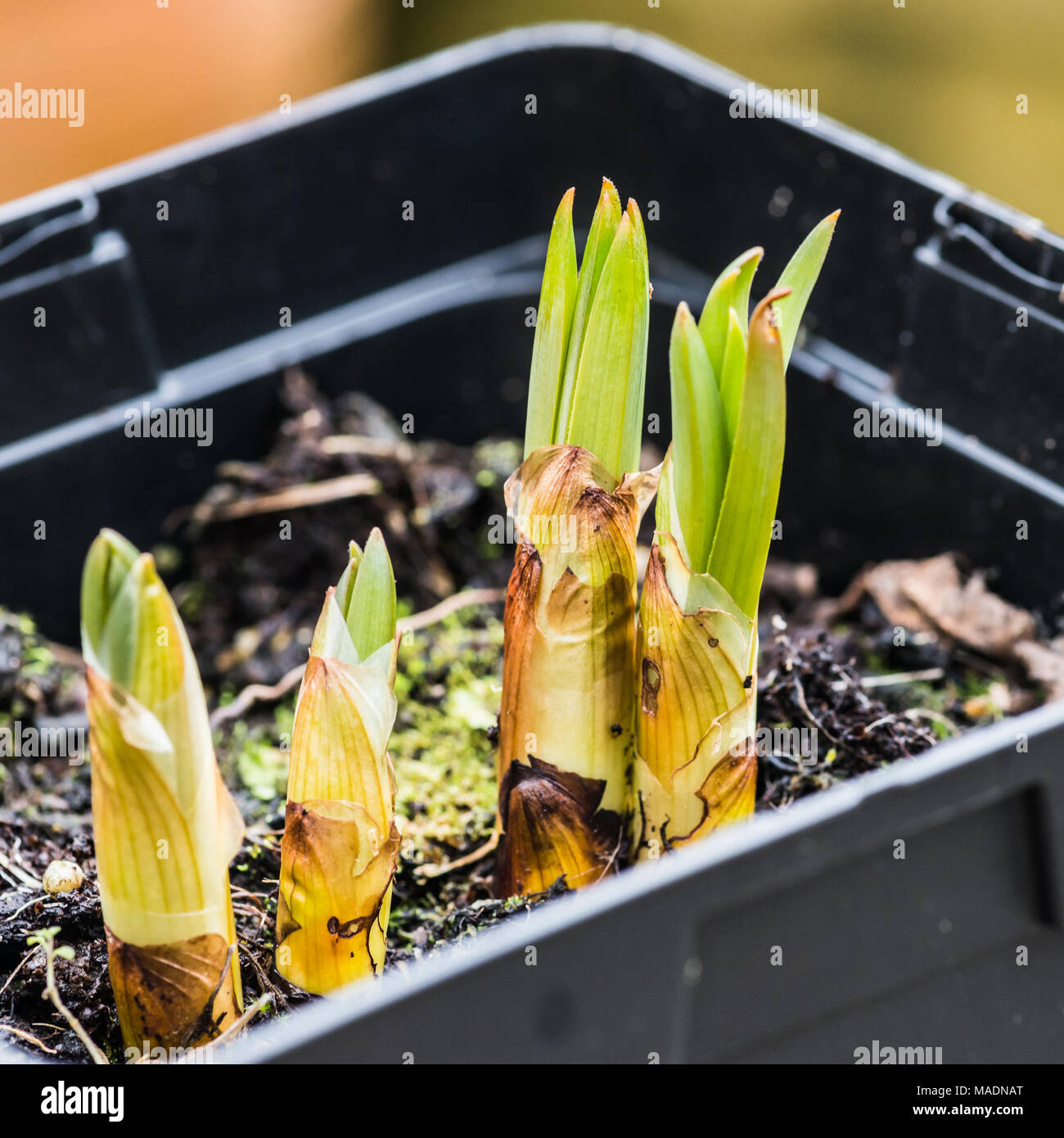 A macro shot of a foxtail lily emerging. Stock Photo