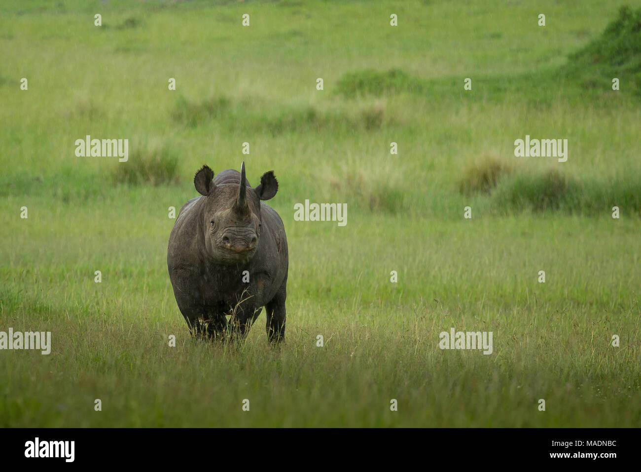 Black Rhinos in the Masai Mara Stock Photo
