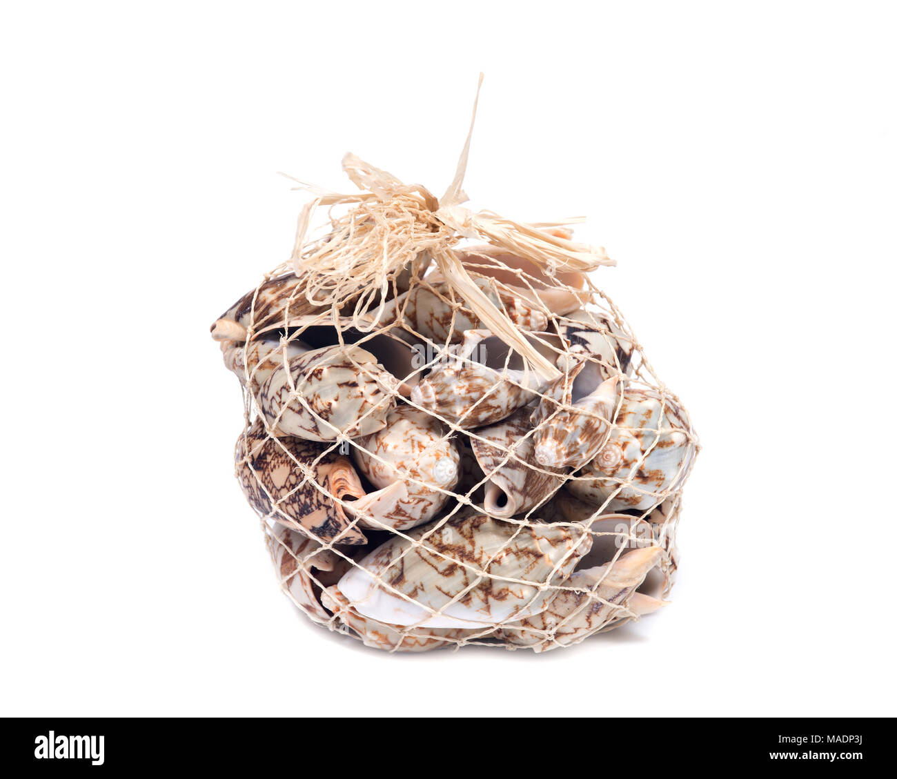 Decorative bag of bat volute sea shell, cymbiola vespertilio, volutidae family, isolated on white bacground Stock Photo