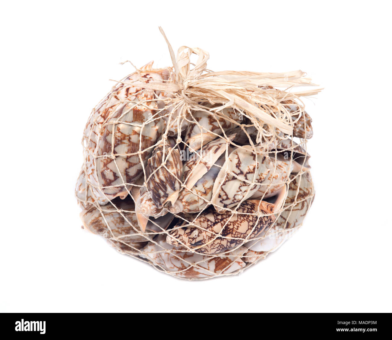 Decorative bag of bat volute sea shell, cymbiola vespertilio, volutidae ...