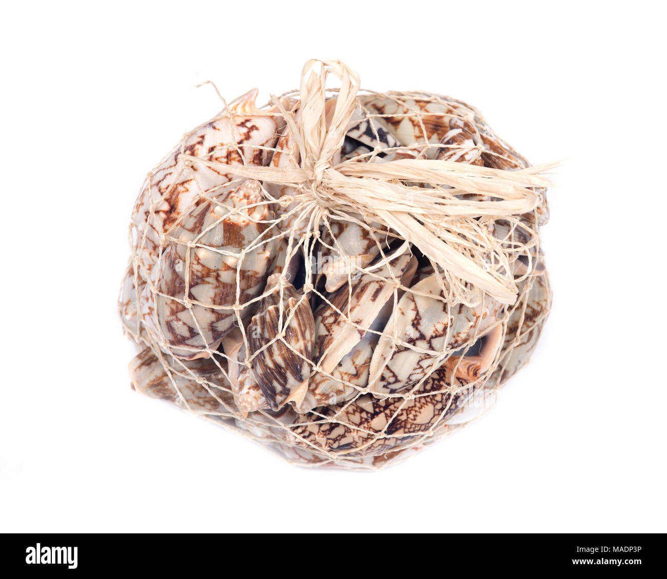 Decorative bag of bat volute sea shell, cymbiola vespertilio, volutidae ...