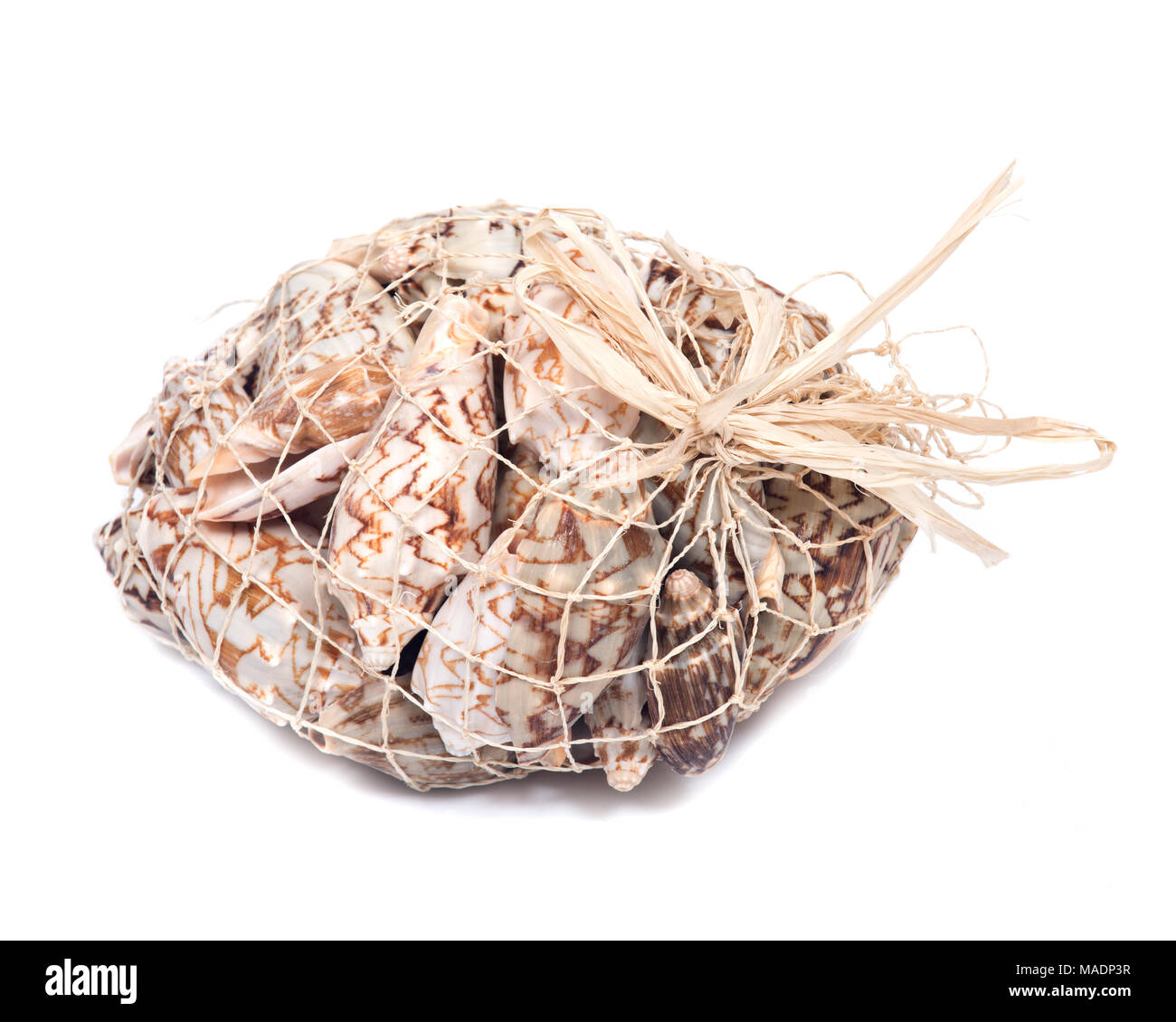 Decorative bag of bat volute sea shell, cymbiola vespertilio, volutidae ...