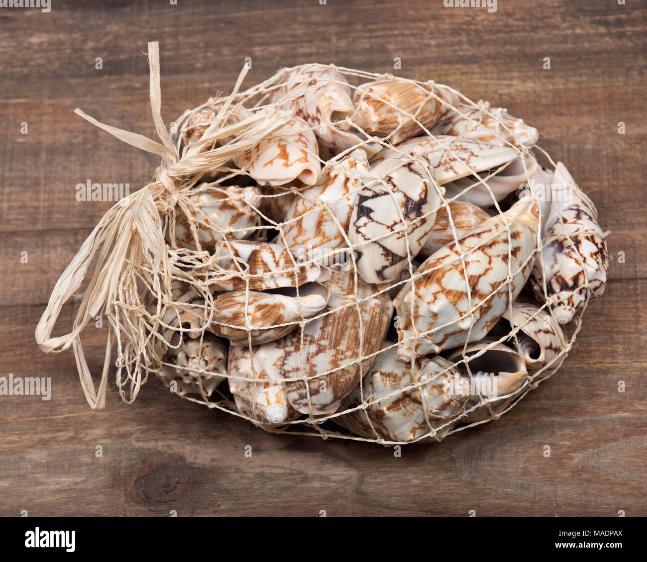 Decorative bag of bat volute sea shell, cymbiola vespertilio, volutidae ...