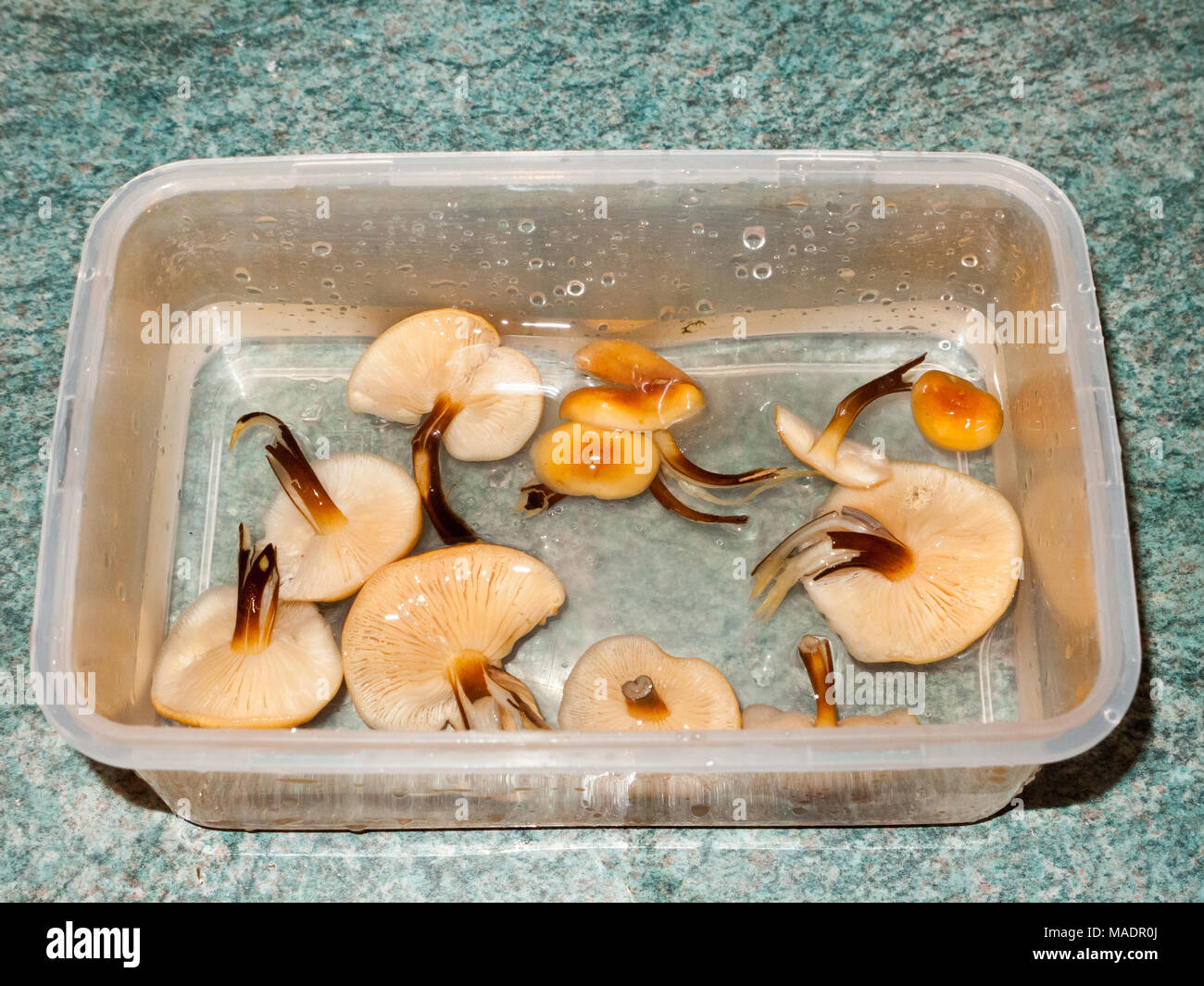 foraged mushrooms velvet shank counter top washed fungi; essex; england