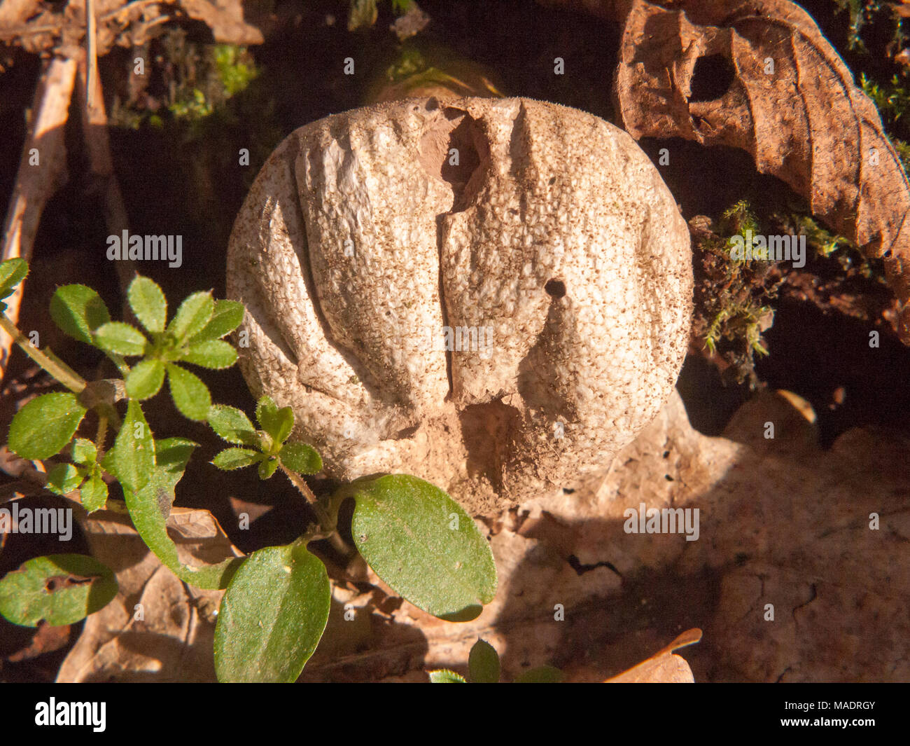 close up old decaying rotting puffball mushroom macro detail; essex; england; uk Stock Photo