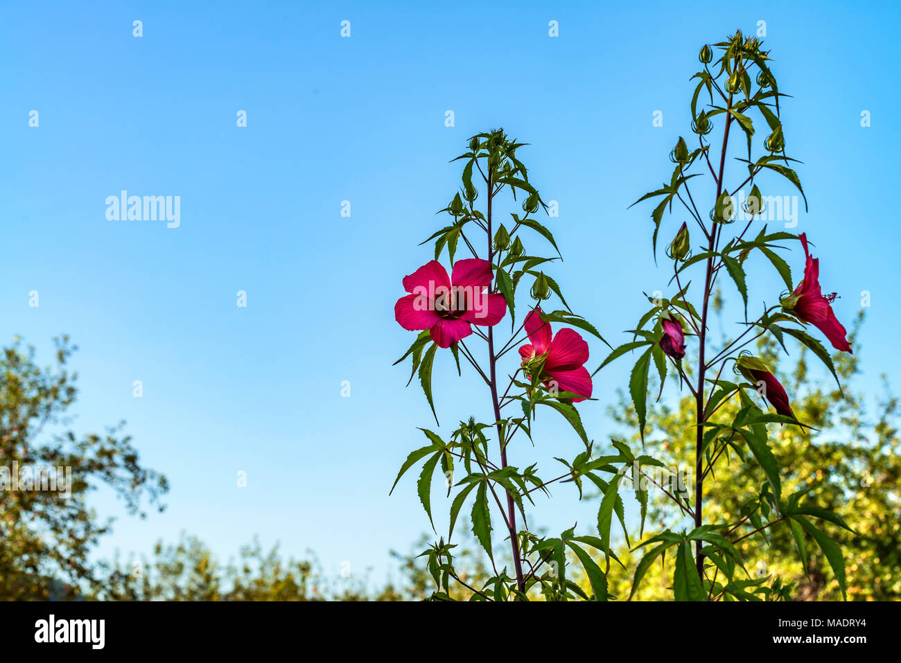 Red hibiscus flowering close hi-res stock photography and images - Alamy