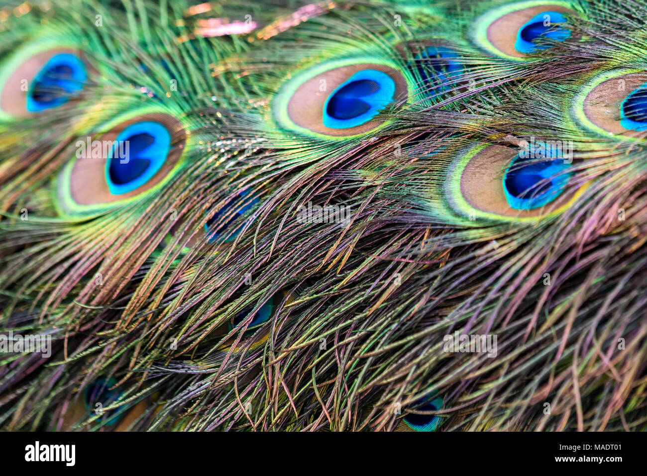 Iridescent purple blue wing feathers hi-res stock photography and ...