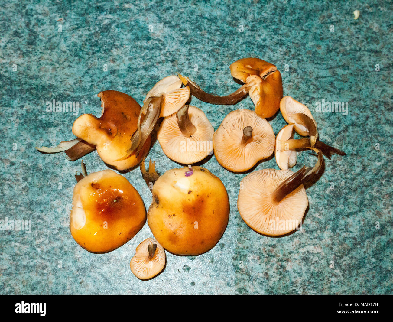foraged mushrooms velvet shank counter top washed fungi; essex; england