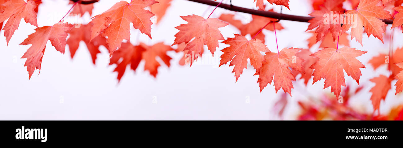 Canada Day maple leaves background. Falling red leaves for Canada Day ...