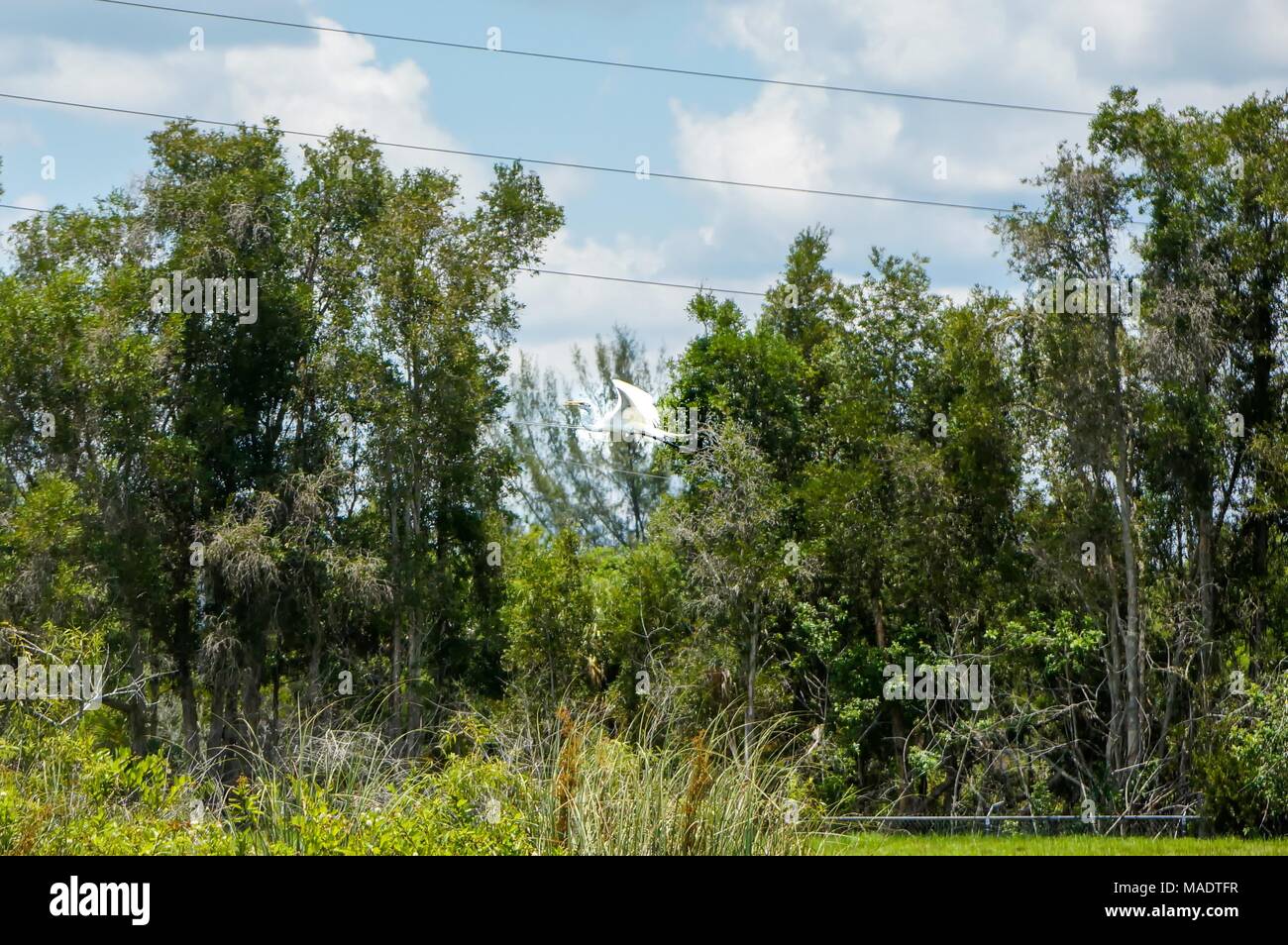 Everglades, Florida - flying white ibis bird Stock Photo
