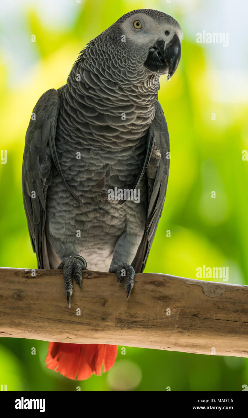 The grey parrot, also known as the Congo grey parrot or African grey parrot, is an Old World parrot in the family Psittacidae Stock Photo
