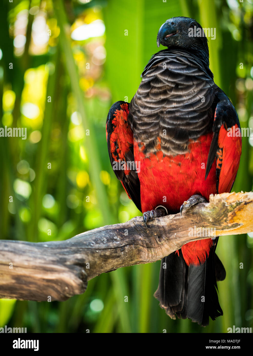 A Pesquet's parrot in Bali Stock Photo