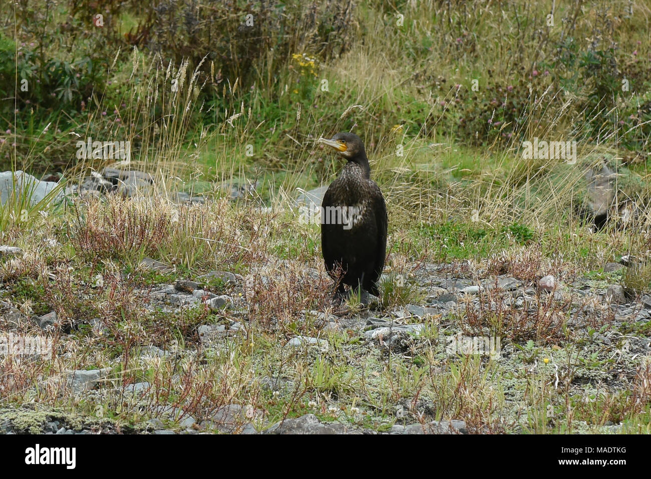 Black shag (black cormorant) near Milford Sound, Fjordland, New Zealand Stock Photo