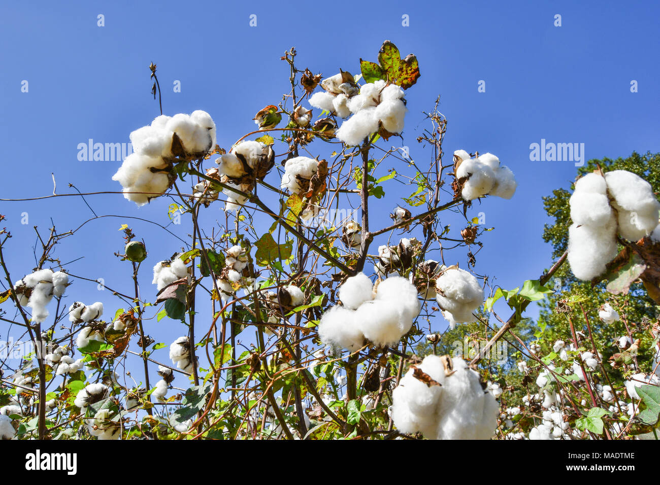 Low Angle photograph of Cotton Blooming in a field Stock Photo