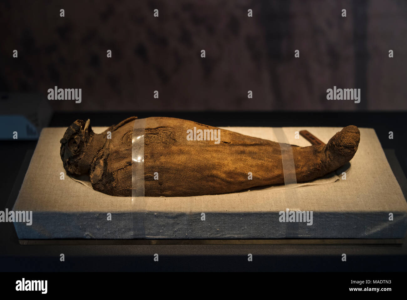 Mummified animal on display in Sanxingdui Museum, Sichuan Province, China Stock Photo