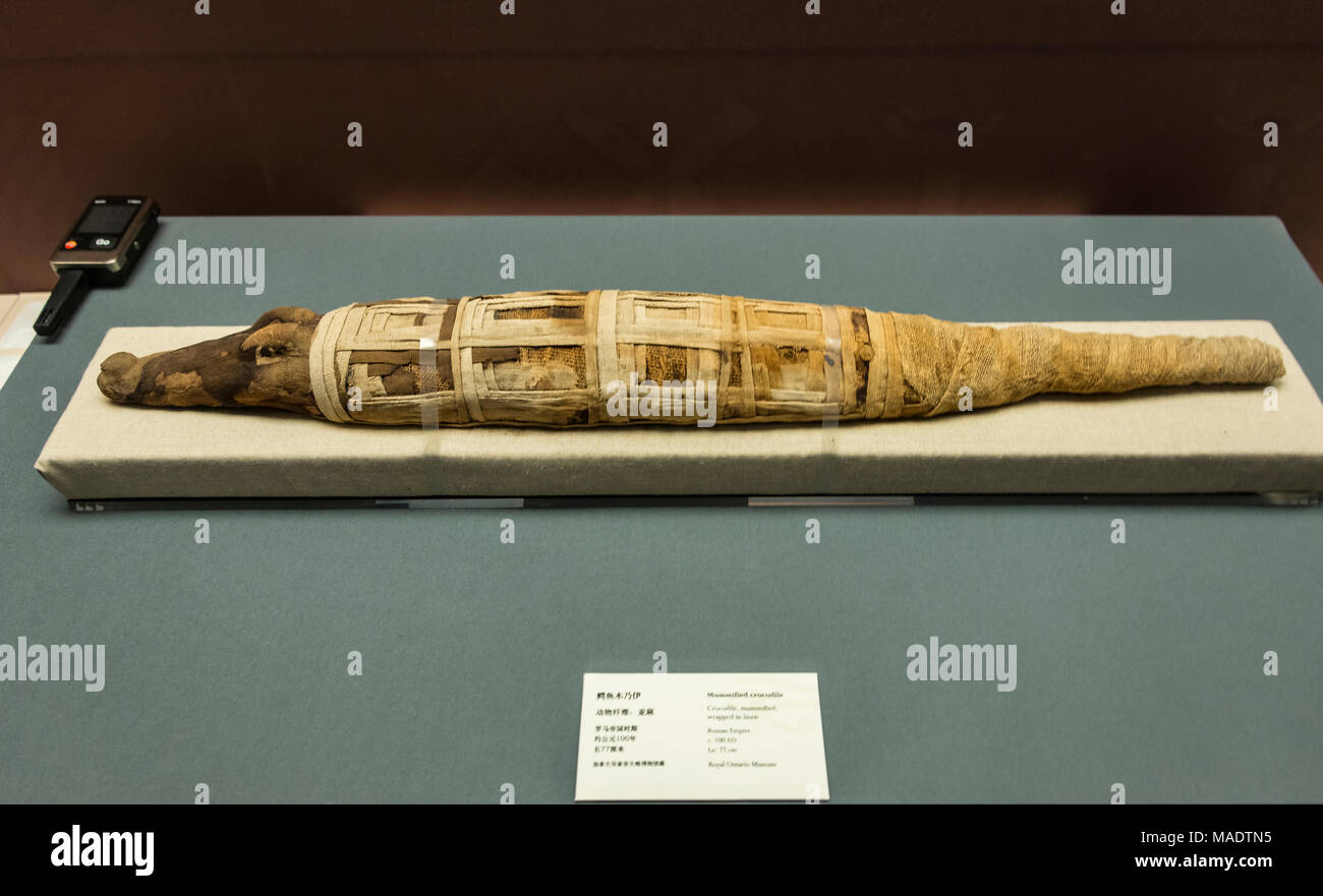 Mummified crocodile on display in Sanxingdui Museum, Sichuan Province, China Stock Photo