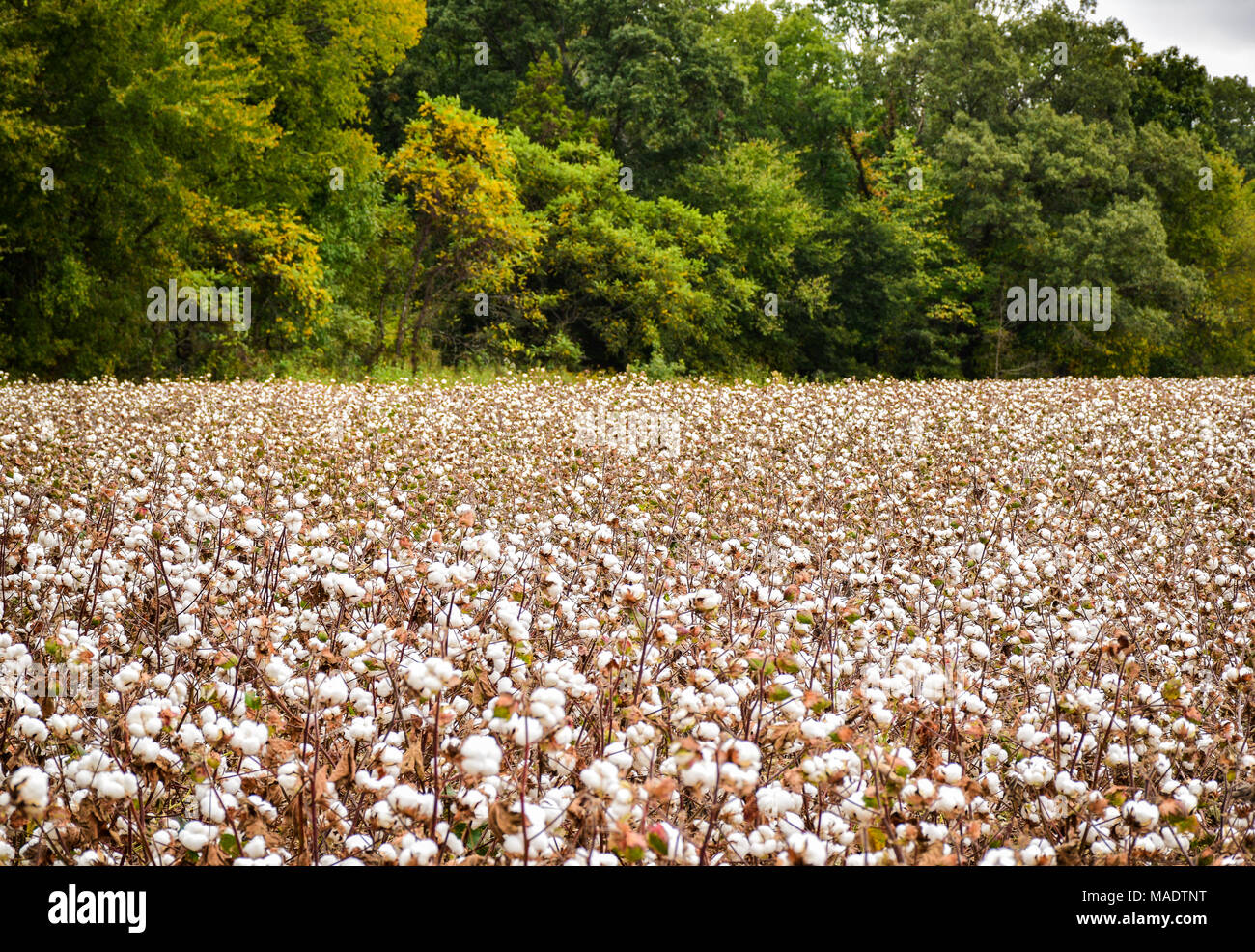 shot of cotton field ready for harvest Stock Photo