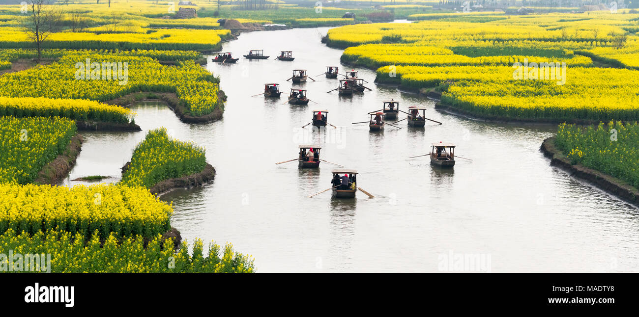 Rowing boat on river through Thousand-Islet canola flower fields ...