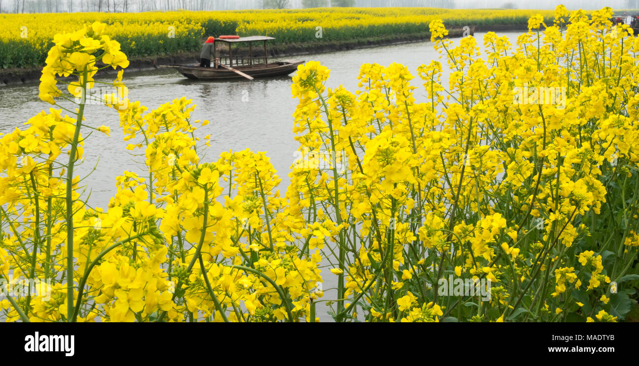Rowing boat on river through Thousand-Islet canola flower fields, Jiangsu Province, China Stock Photo