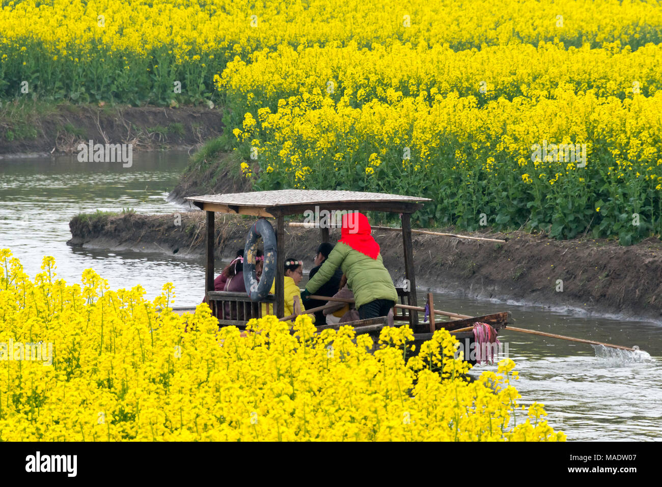 Rowing boat on river through Thousand-Islet canola flower fields, Jiangsu Province, China Stock Photo