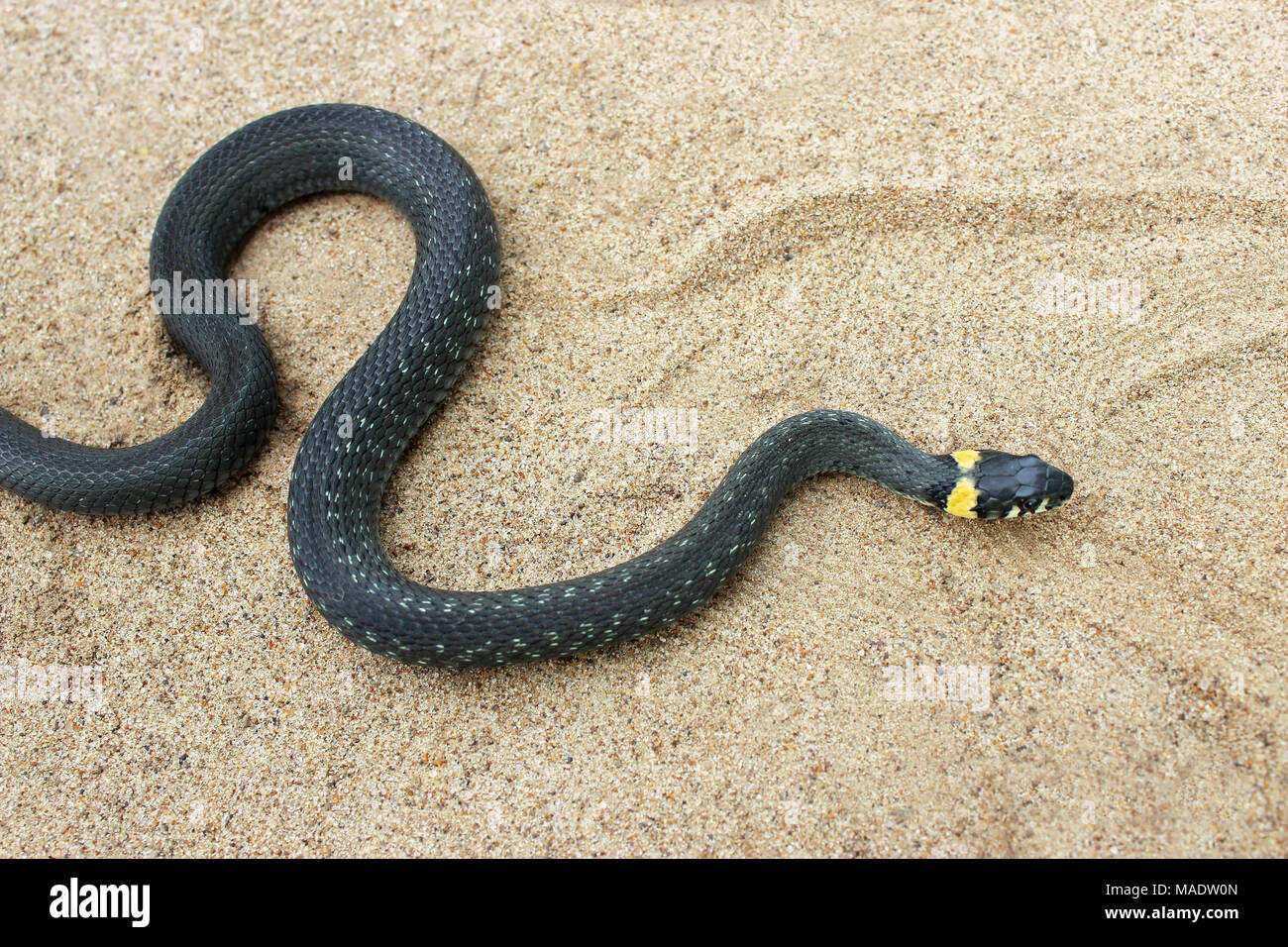 Natrix. Little Black Snake crawls through the sand Stock Photo Alamy