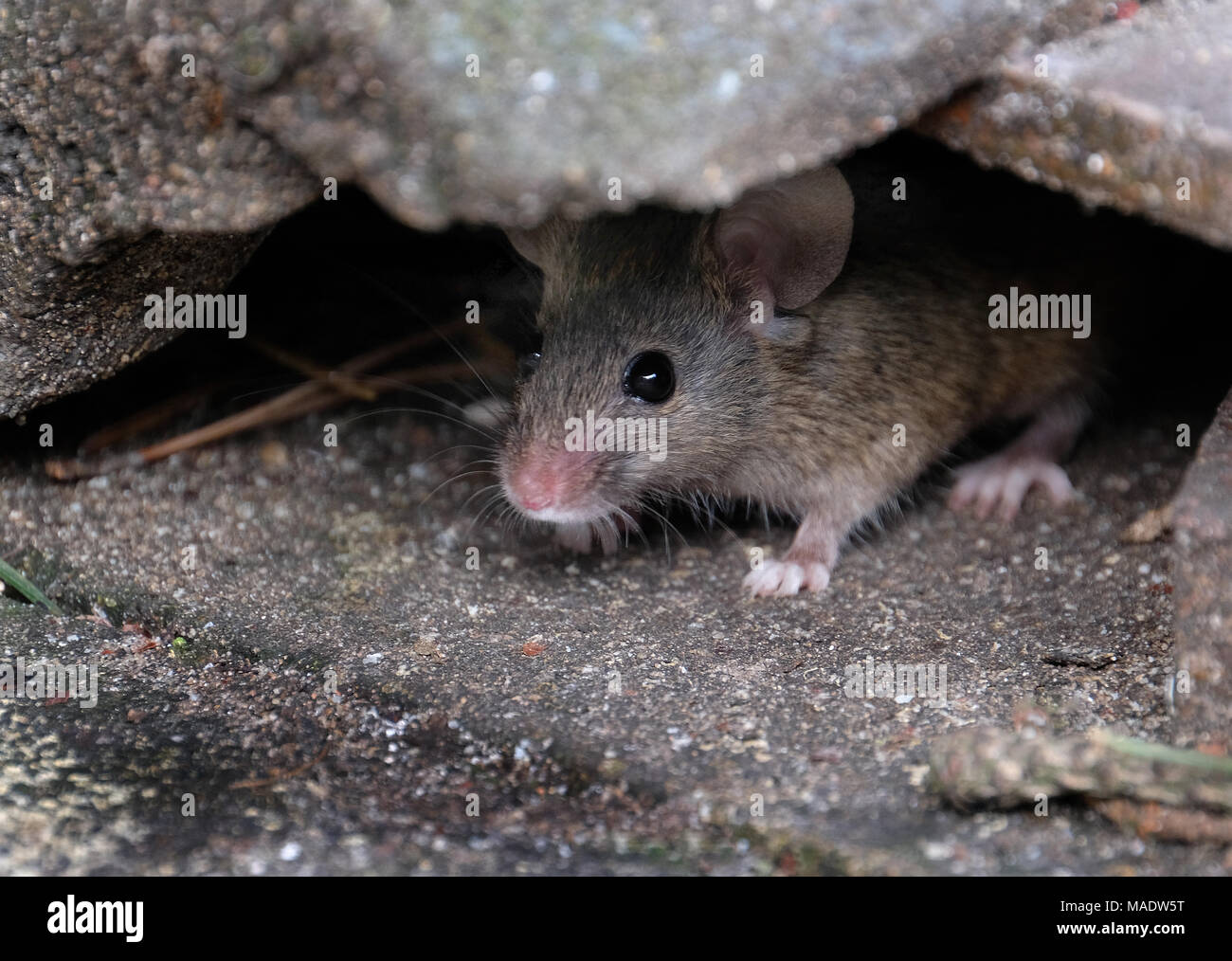 Mouse hiding but looking for food in urban house garden Stock Photo Alamy