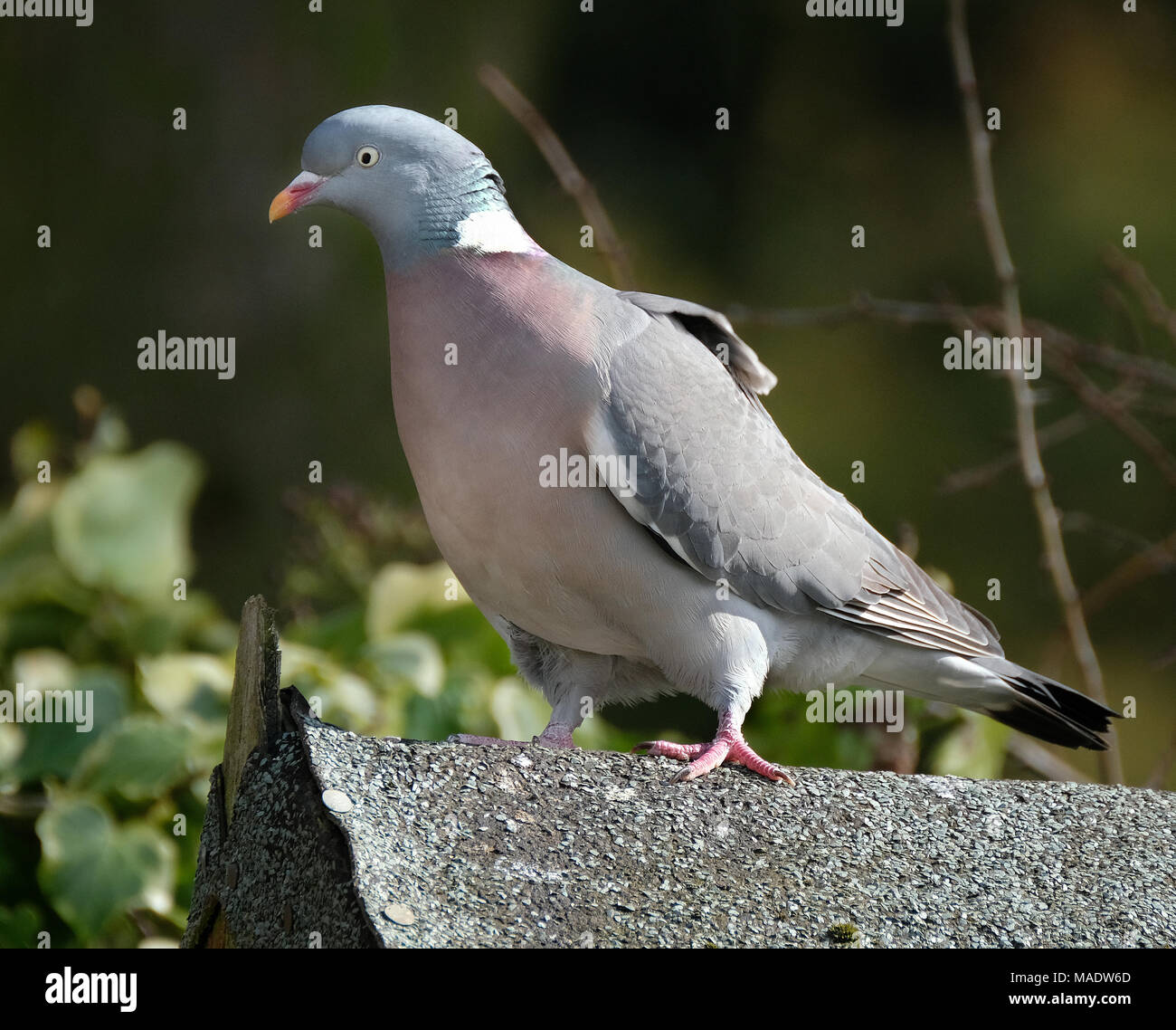 Woodpigeon on outhouse roof looking for food in urban garden. Stock Photo