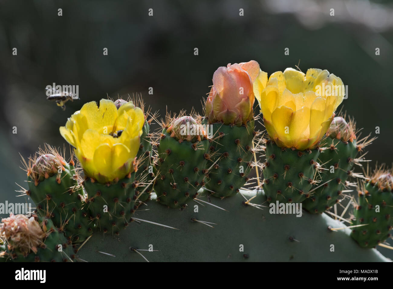 Flowery cactus hi-res stock photography and images - Alamy