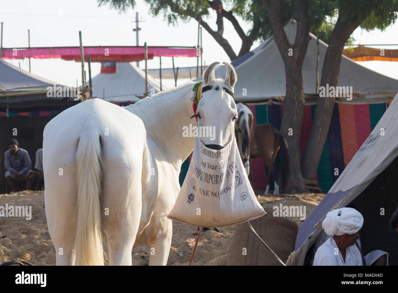 A white Marwari horse eating from a nose bag at the Pushkar Camel Fair, Rajasthan, India. Stock Photo